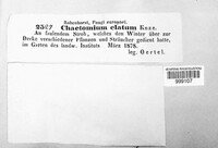 Chaetomium elatum image